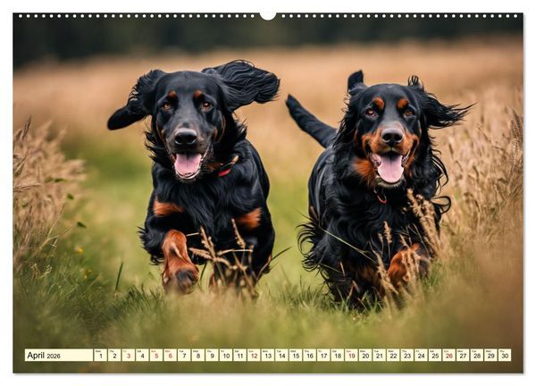 Produktbild: Gordon Setter - elegant powerhouse (High Quality Premium Wall Calendar 2026 DIN A2 landscape),CALVENDO 12 Month Wall Calendar