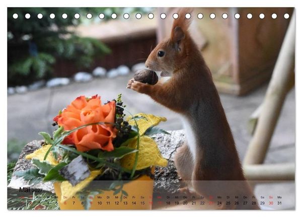 Produktbild: Spa&szlig; mit Eichh&ouml;rnchen! (Tischkalender 2027 DIN A5 quer), CALVENDO Monatskalender