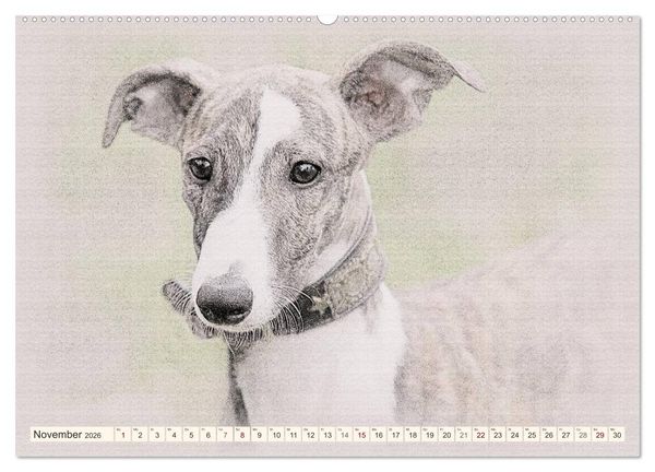 Produktbild: Whippet 2026 (Wandkalender 2026 DIN A2 quer), CALVENDO Monatskalender