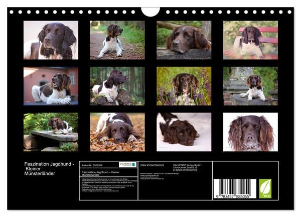 Produktbild: Faszination Jagdhund - Kleiner M&uuml;nsterl&auml;nder (Wandkalender 2026 DIN A4 quer), CALVENDO Monatskalender