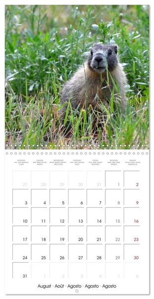 Produktbild: Marmots - Cute and Curious (Wall Calendar 2026 12 &times; 12 Inch) CALVENDO 12 Month Wall Calendar