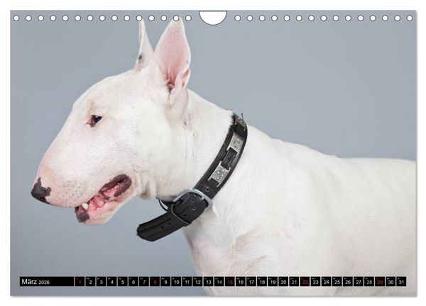 Produktbild: Pit Bull und Co. - Geliebt, gef&uuml;rchtet, missverstanden (Wandkalender 2026 DIN A4 quer), CALVENDO Monatskalender