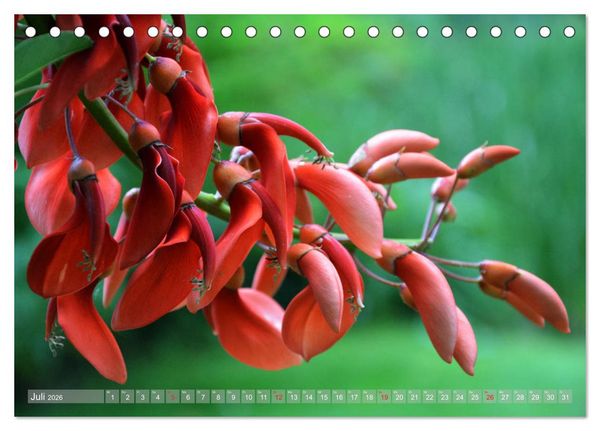 Produktbild: Fern&ouml;stlicher Zauber Japanischer Garten Leverkusen (Tischkalender 2026 DIN A5 quer), CALVENDO Monatskalender