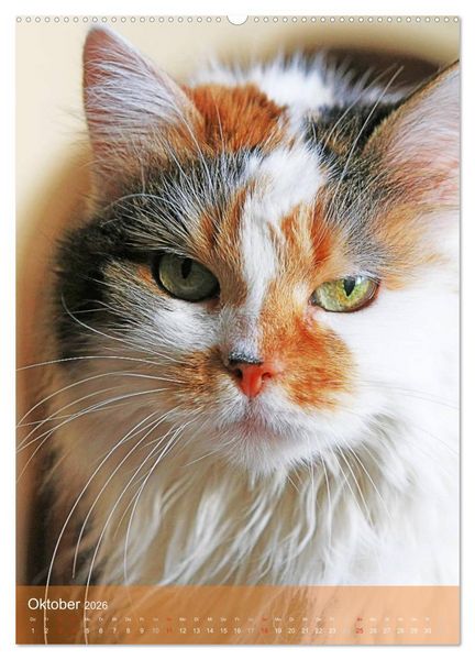 Produktbild: KATZEN AUGEN BLICKE (hochwertiger Premium Wandkalender 2026 DIN A2 hoch), Kunstdruck in Hochglanz