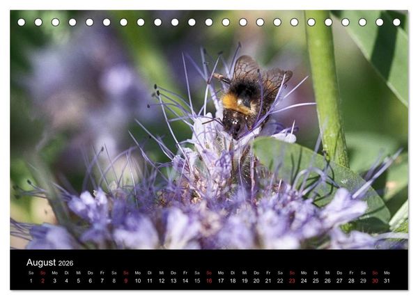 Produktbild: Hummelflug (Tischkalender 2026 DIN A5 quer), CALVENDO Monatskalender