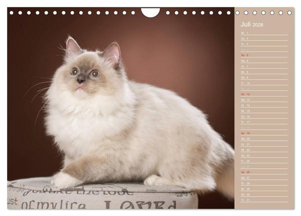 Produktbild: Zauberhafte Ragdolls / Geburtstagskalender (Wandkalender 2026 DIN A4 quer), CALVENDO Monatskalender