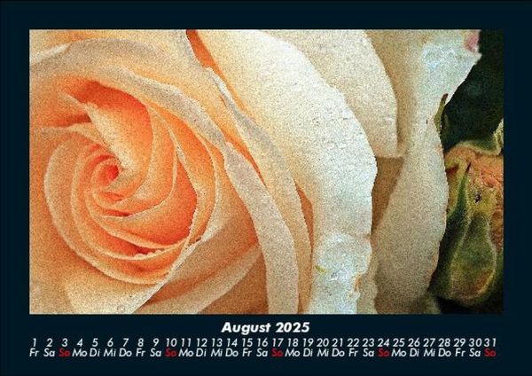 Produktbild: Rosen-Kalender 2025 Fotokalender DIN A5