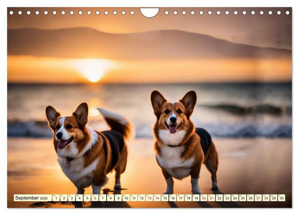 Welsh Corgi Pembroke (Wandkalender 2025 DIN A4 quer), CALVENDO Monatskalender
