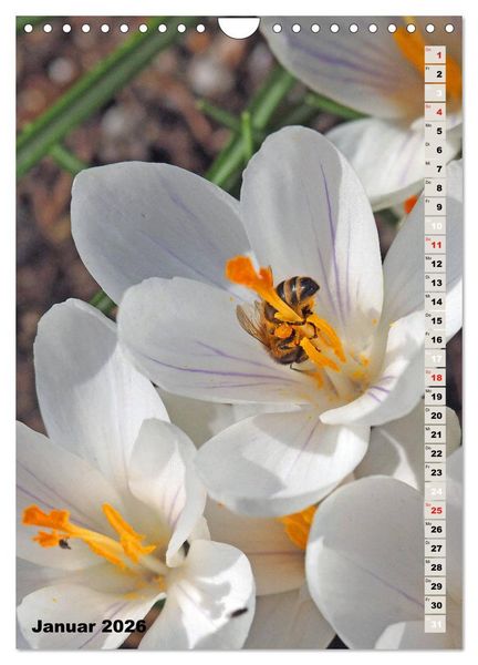 Produktbild: Blossom Love, von Bienen und Hummeln (Wandkalender 2026 DIN A4 hoch), CALVENDO Monatskalender