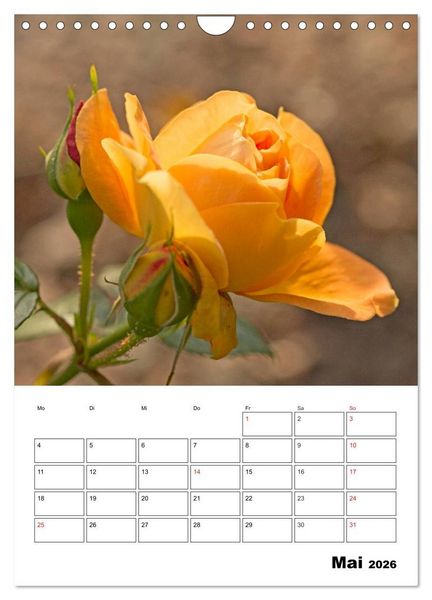 Produktbild: Zauberhafte Rosen (Wandkalender 2026 DIN A4 hoch), CALVENDO Monatskalender