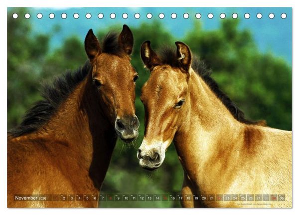 Produktbild: Edle spanische Pferde - Pura Raza Espanola (Tischkalender 2026 DIN A5 quer), CALVENDO Monatskalender