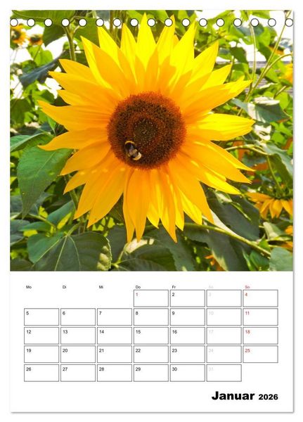 Produktbild: Strahlende Sonnenblumen (Tischkalender 2026 DIN A5 hoch), CALVENDO Monatskalender