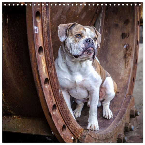 Produktbild: City dogs in the landscape park (Wall Calendar 2026 12 &times; 12 Inch) CALVENDO 12 Month Wall Calendar