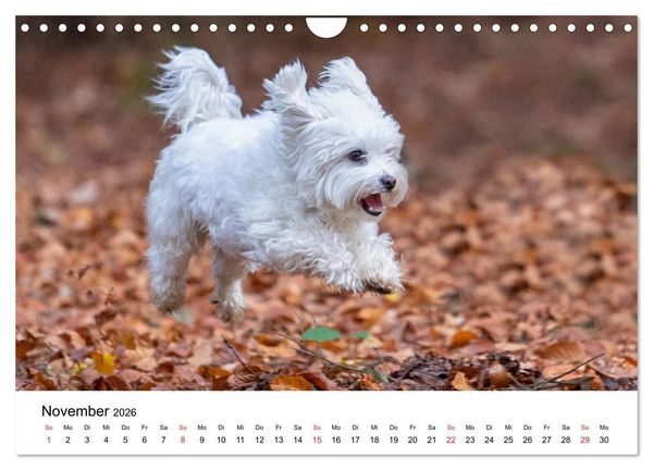 Produktbild: Moritz, der freche Malteser (Wandkalender 2026 DIN A4 quer), CALVENDO Monatskalender