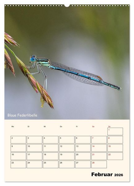 Produktbild: Libellen - Flugk&uuml;nstler in Bayern (Wandkalender 2026 DIN A2 hoch), CALVENDO Monatskalender