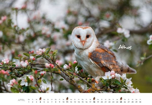 Produktbild: Eulen Kalender 2027