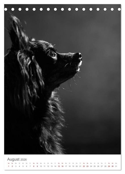 Produktbild: Fine Art Hundeportraits (Tischkalender 2026 DIN A5 hoch), CALVENDO Monatskalender