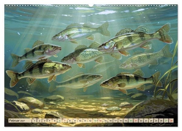 Produktbild: Barsche im See (hochwertiger Premium Wandkalender 2027 DIN A2 quer), Kunstdruck in Hochglanz
