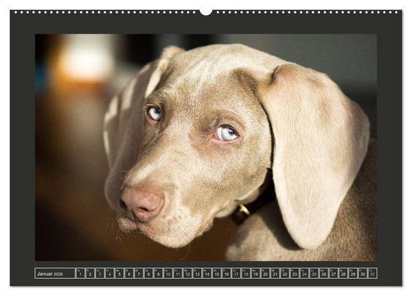Produktbild: Weimaraner - Ein Welpenjahr (Wandkalender 2026 DIN A2 quer), CALVENDO Monatskalender