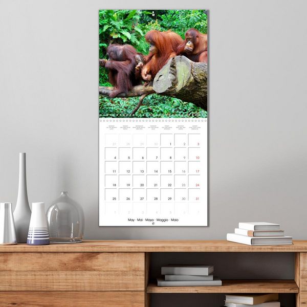 Produktbild: Orangutans Inhabitants of the rainforests (Wall Calendar 2026 12 &times; 12 Inch) CALVENDO 12 Month Wall Calendar