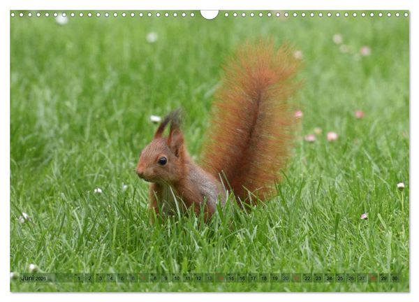 Produktbild: Neuer Spa&szlig; mit Eichh&ouml;rnchen-Kindern (Wandkalender 2026 DIN A3 quer), CALVENDO Monatskalender