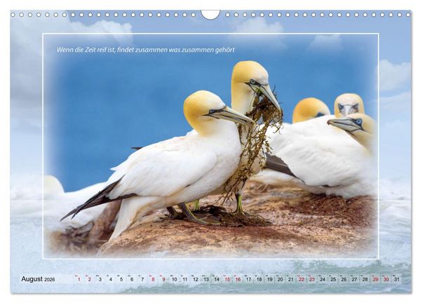 Produktbild: Insel Gedanken (Wandkalender 2026 DIN A3 quer), CALVENDO Monatskalender