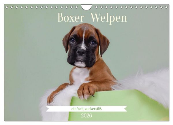 Produktbild: Boxer Welpen einfach zuckers&uuml;&szlig; (Wandkalender 2026 DIN A4 quer), CALVENDO Monatskalender