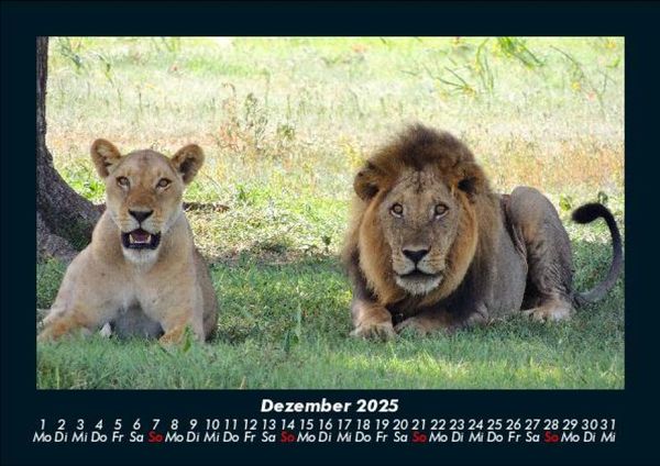 Produktbild: L&ouml;wen in der Wildnis 2025 Fotokalender DIN A5