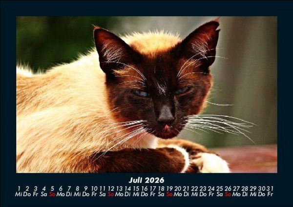 Produktbild: F&uuml;r Katzenfreunde 2026 Fotokalender DIN A5