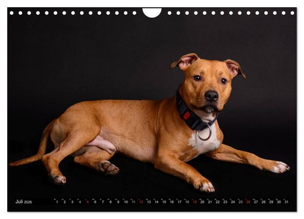 Produktbild: Pit Bull und Co. - Geliebt, gef&uuml;rchtet, missverstanden (Wandkalender 2026 DIN A4 quer), CALVENDO Monatskalender