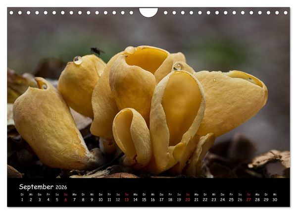 Produktbild: Pilzgalerie (Wandkalender 2026 DIN A4 quer), CALVENDO Monatskalender
