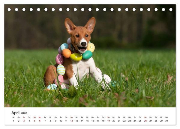 Produktbild: S&uuml;&szlig;e Basenji-Kinder (Tischkalender 2026 DIN A5 quer), CALVENDO Monatskalender
