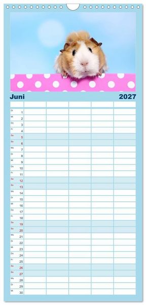 Produktbild: Familienplaner 2027 - Niedliche Meerschweinchen mit 5 Spalten (Wandkalender, 21 x 45 cm) CALVENDO