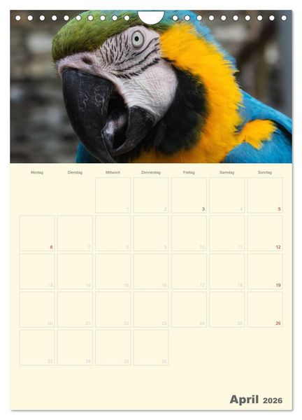Produktbild: Kunterbunter Papageien-Planer (Wandkalender 2026 DIN A4 hoch), CALVENDO Monatskalender