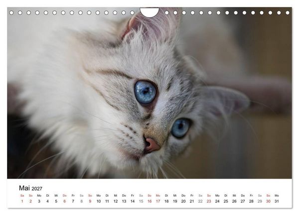 Produktbild: Rassekatzen 2027 (Wandkalender 2027 DIN A4 quer), CALVENDO Monatskalender