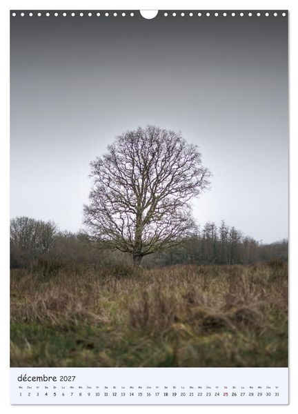 Produktbild: Arbres solitaires (Calendrier mural 2027 DIN A3 horizontal), CALVENDO calendrier mensuel