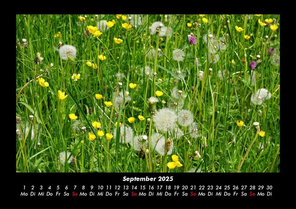 Produktbild: Pflanzen und Bl&uuml;ten 2025 Fotokalender DIN A3
