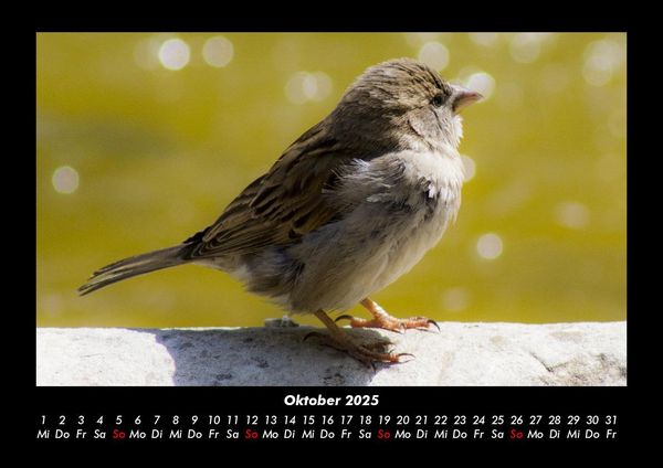 Produktbild: Vogelparadies 2025 Fotokalender DIN A3