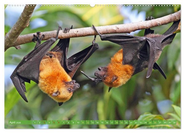 Produktbild: Flughunde: Vegetarische Drachenflieger (hochwertiger Premium Wandkalender 2026 DIN A2 quer), Kunstdruck in Hochglanz