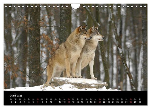 Produktbild: Kanadische W&ouml;lfe im Winter (Wandkalender 2026 DIN A4 quer), CALVENDO Monatskalender