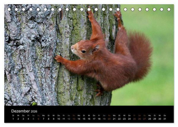 Produktbild: Eichh&ouml;rnchen (Tischkalender 2026 DIN A5 quer), CALVENDO Monatskalender