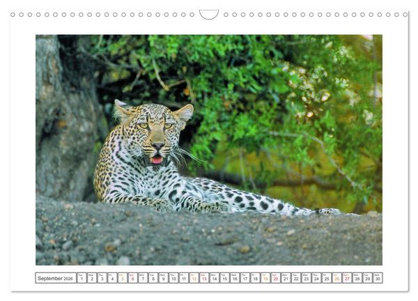 Produktbild: African Big Cats (Wall Calendar 2026 DIN A3 landscape), CALVENDO 12 Month Wall Calendar