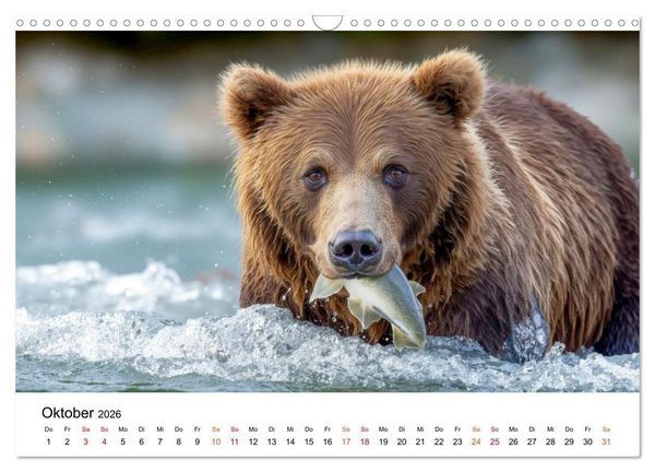 Produktbild: B&auml;ren - Die Macht der Natur (Wandkalender 2026 DIN A3 quer), CALVENDO Monatskalender