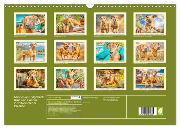 Produktbild: Rhodesian Ridgeback. Kraft und Sanftmut in vollkommener Balance (Wandkalender 2026 DIN A3 quer), CALVENDO Monatskalender