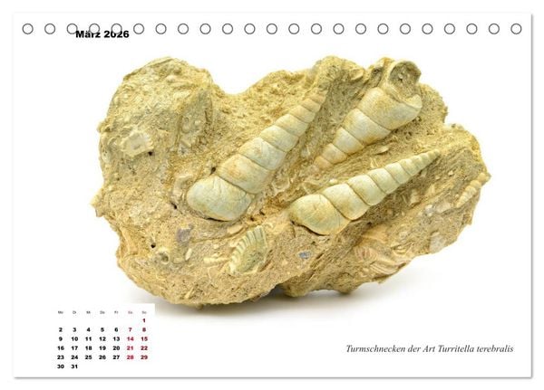 Produktbild: Fossilien - Ammoniten, Trilobiten, Erdgeschichte (Tischkalender 2026 DIN A5 quer), CALVENDO Monatskalender