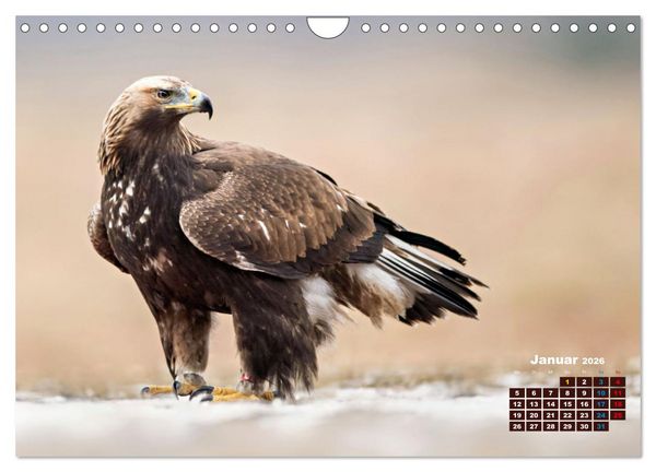 Produktbild: Big Five der Alpen G&auml;mse, Steinbock, Murmeltier, Steinadler, Bartgeier (Wandkalender 2026 DIN A4 quer), CALVENDO Monatskalender