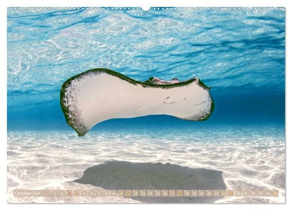 Produktbild: Tauchen: Wunderbares tiefblaues Meer (hochwertiger Premium Wandkalender 2026 DIN A2 quer), Kunstdruck in Hochglanz