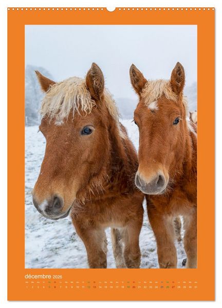 Produktbild: Beaut&eacute; rustique Regards animaliers (Calendrier mural 2026 DIN A2 horizontal) calendrier de bureau