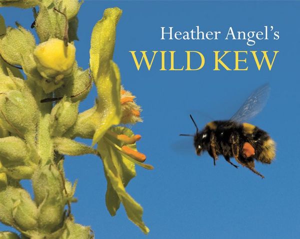Produktbild: Heather Angels Wild Kew