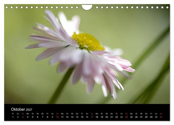Produktbild: Blumige Farben (Wandkalender 2027 DIN A4 quer), CALVENDO Monatskalender